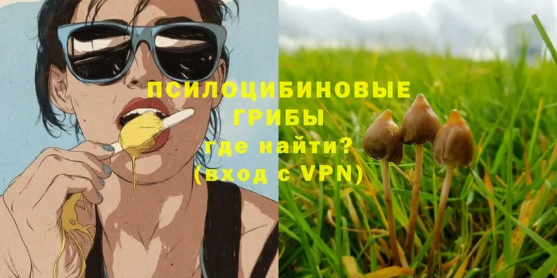 Псилоцибиновые грибы Psilocybe  Глазов 